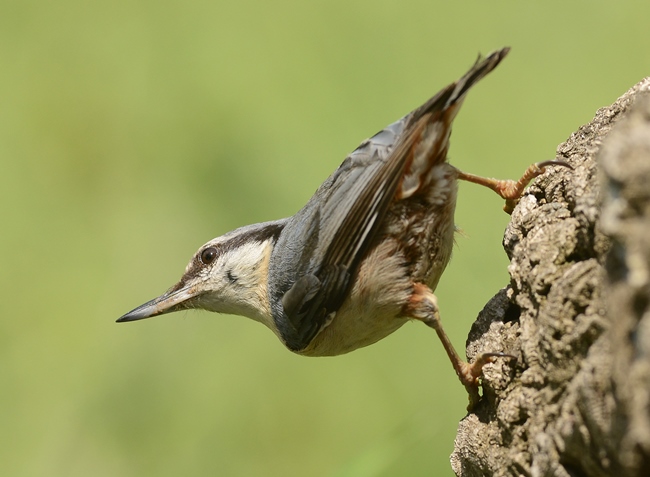 Nuthatch Eurasian