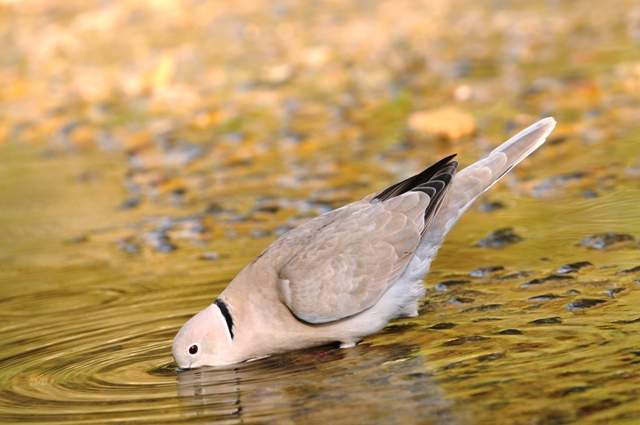 Collared Dove 1