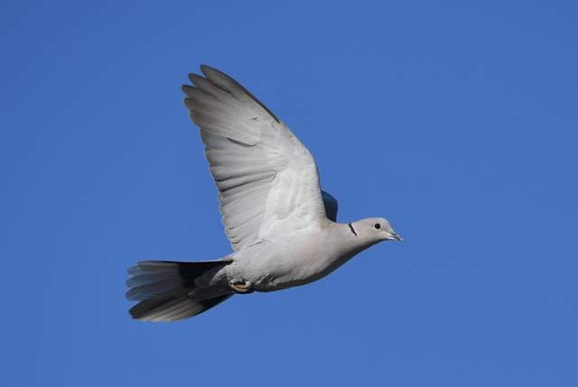 Collared Dove 2