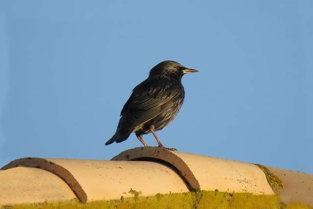 Spotless Starling 1