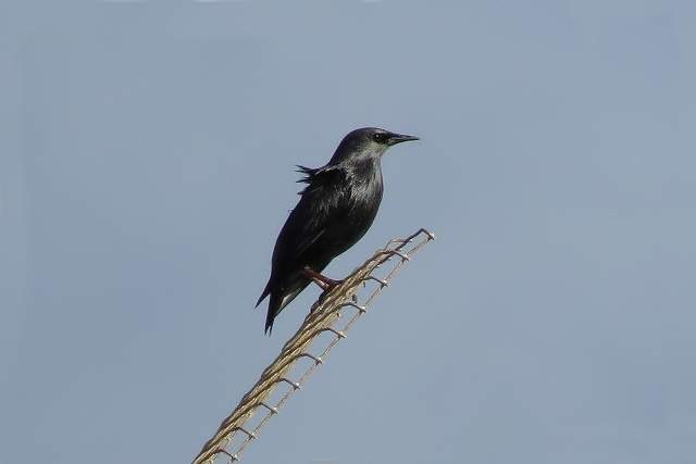 Spotless Starling 2