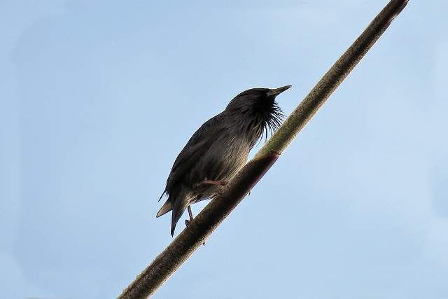 Spotless Starling 3
