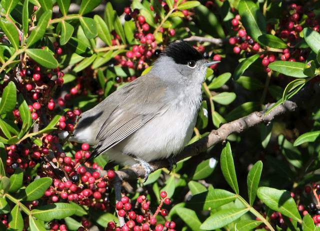 Blackcap 1