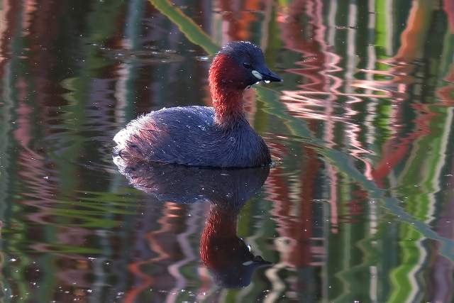 Little Grebe 1