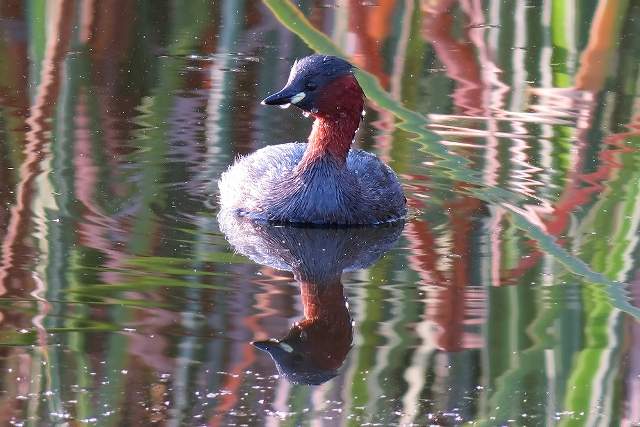Little Grebe 2