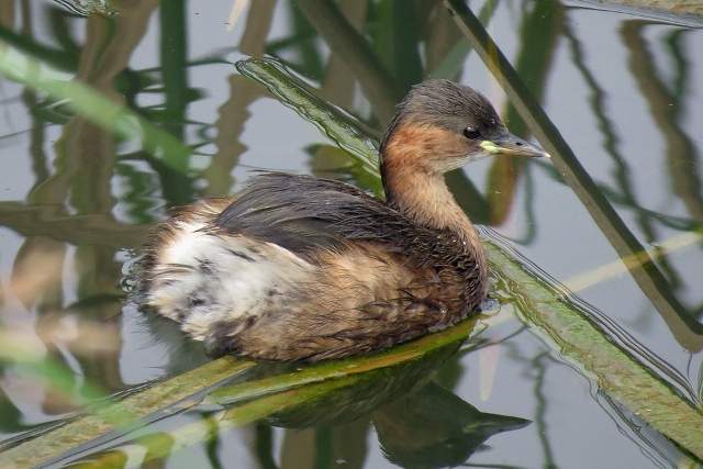 Little Grebe 3