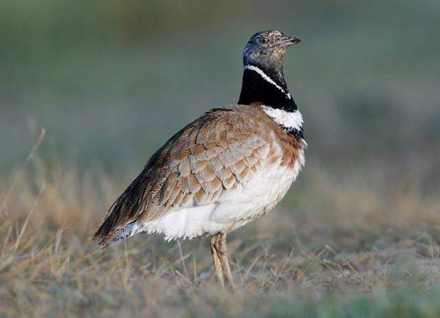 Little Bustard 1