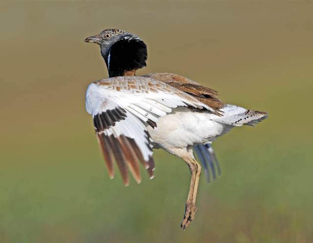Little Bustard 2