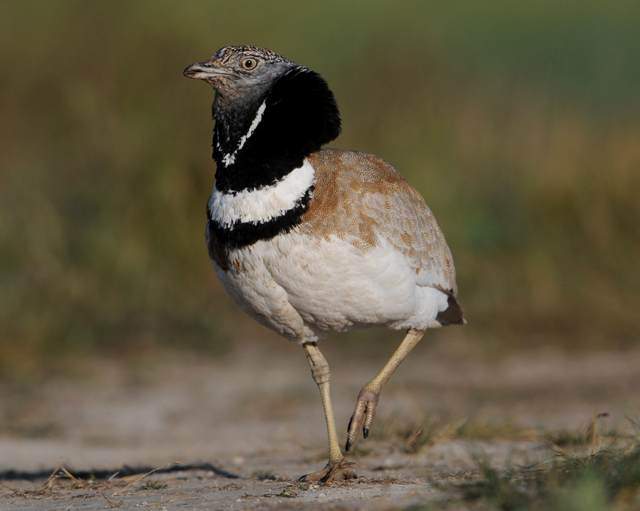 Little Bustard 3