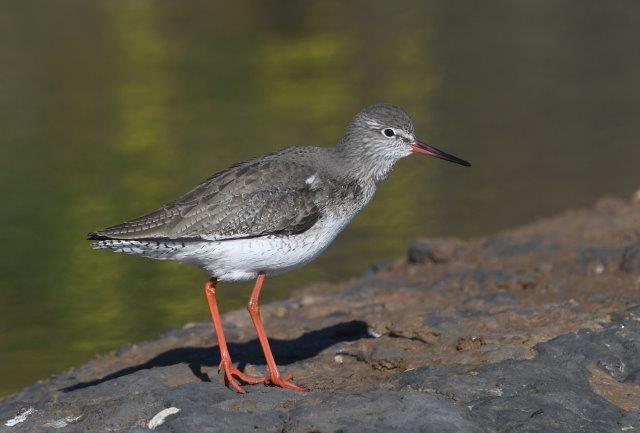 Common Redsshank - Tring totanus1