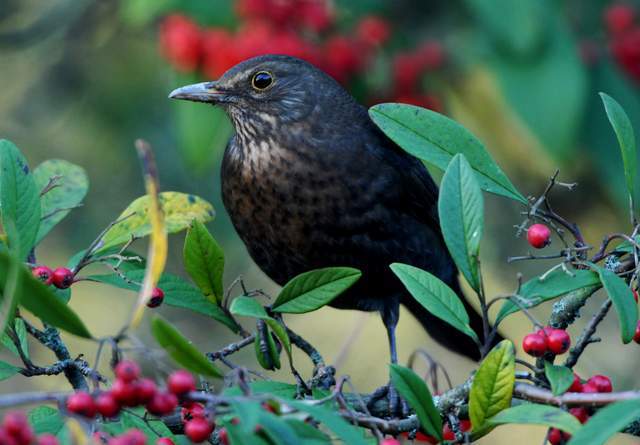 Blackbird 1