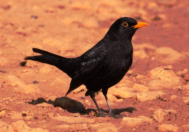 Blackbird 2