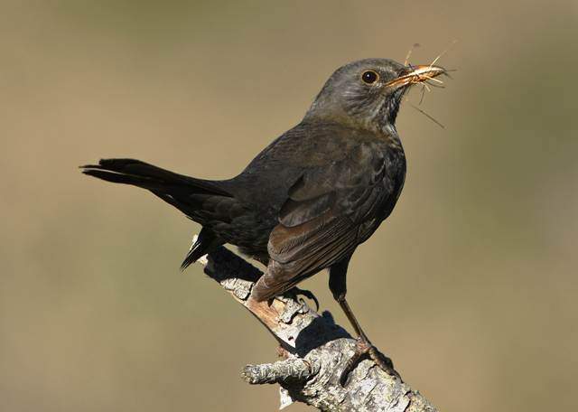 Blackbird 3