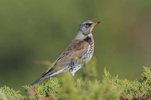 Fieldfare