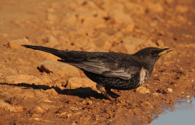 Ring Ouzel 1
