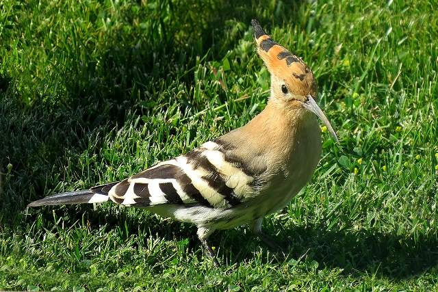Hoopoe 1