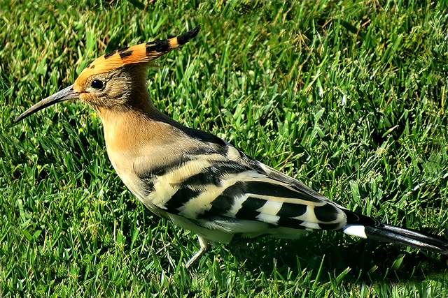 Hoopoe 2