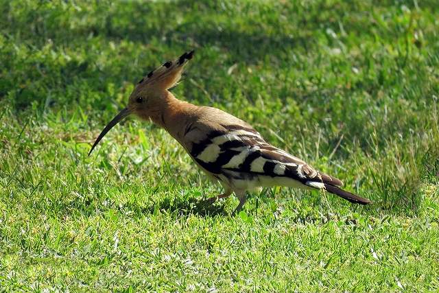 Hoopoe 3
