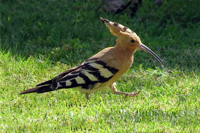 Hoopoe 4