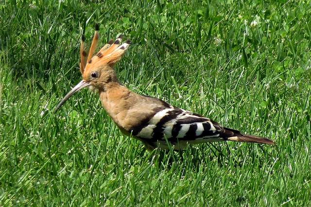 Hoopoe 5