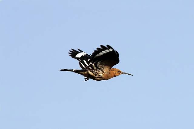 Hoopoe 6