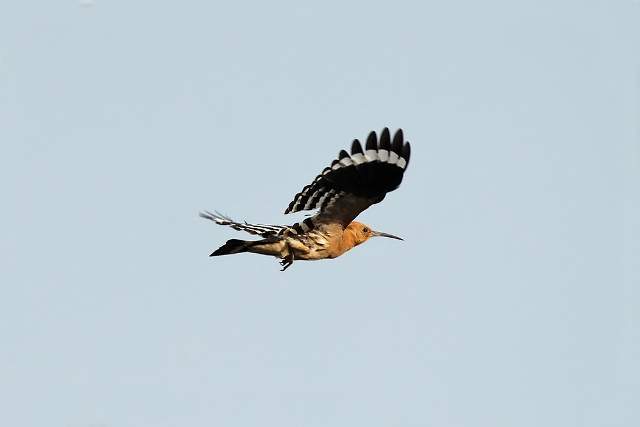 Hoopoe 7