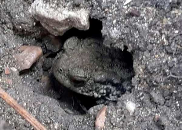 Toad in the hole