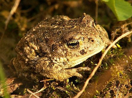 Epidalea calamita - Natterjack Toad