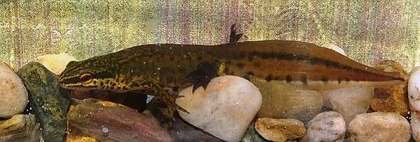 Palmate Newt, west Wales