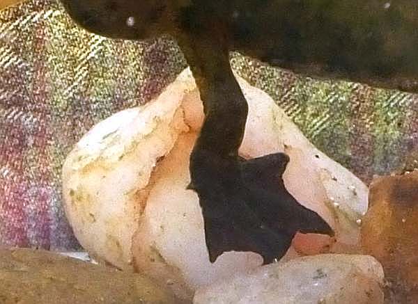Webbed rear foot of a Palmate Newt