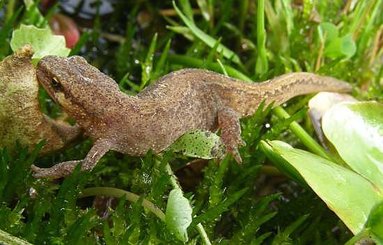 A young Palmate Newt, Lissotriton helveticus