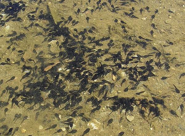 Frogspawn