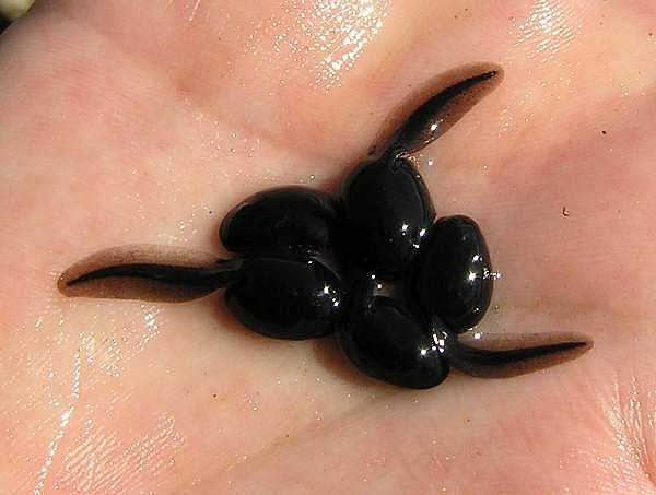 Tadpoles