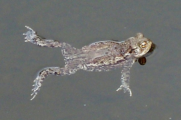 A male Commoin Frog, Rana temporaria, in mating colours