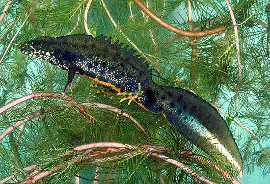 Great Crested Newt