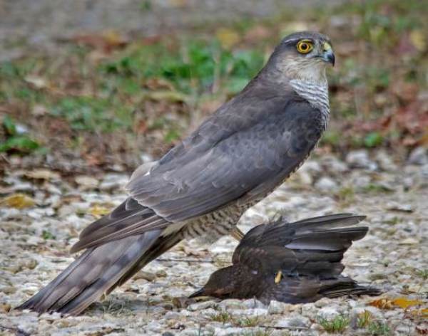 Accipiter nisus, Sparrowhawk with prey