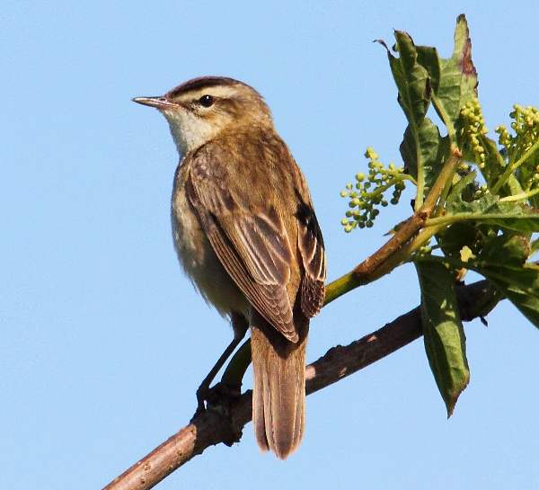 Acrocephalus schoenobaenus, Sedge Warbler in sunlight