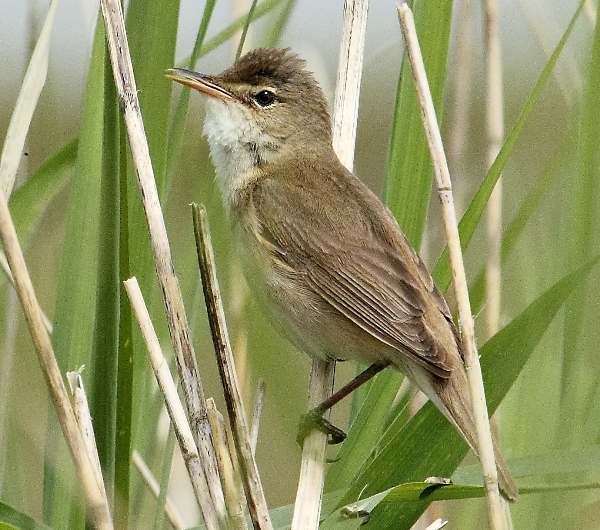 Reed Warbler Acrocephalus scirpaceus