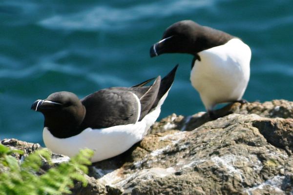 A Razorbill