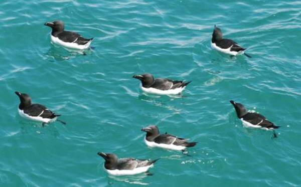 Razorbill swimming