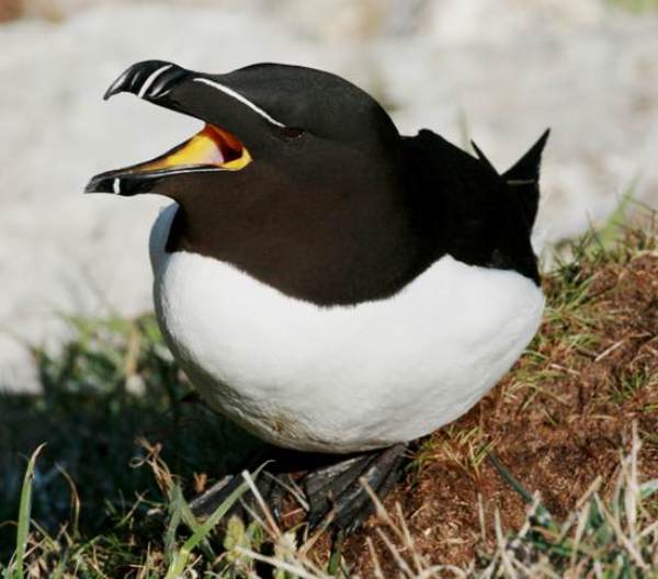 Closeup of a Razorbill