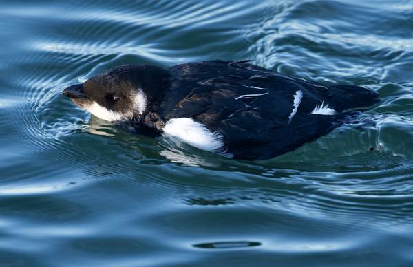 Alle alle, Little Auk, Farmoor Reservoir