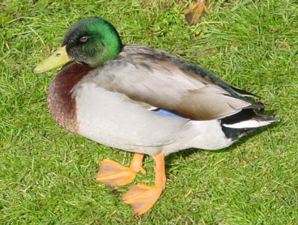 Mallard drake