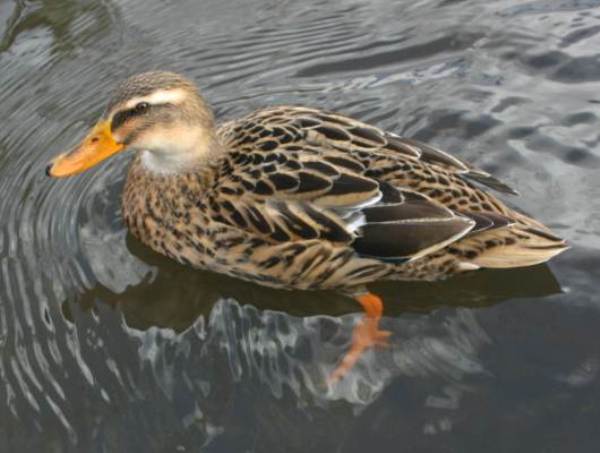 Female Mallard