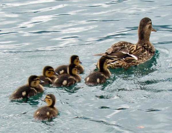 Mallard ducklings