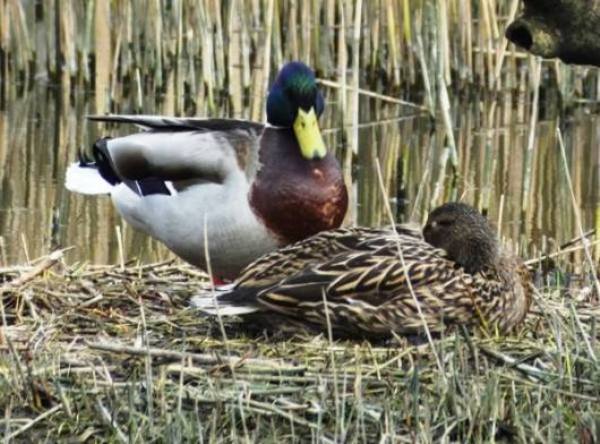 A pair of Mallards, West Wales UK