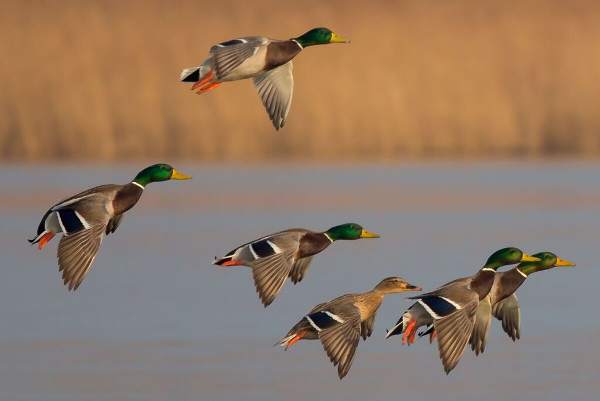 Mallards in flight