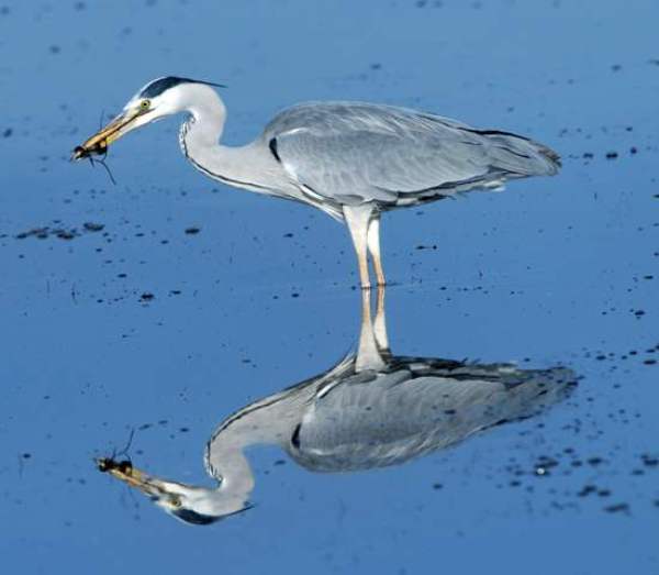 A Grey Heron