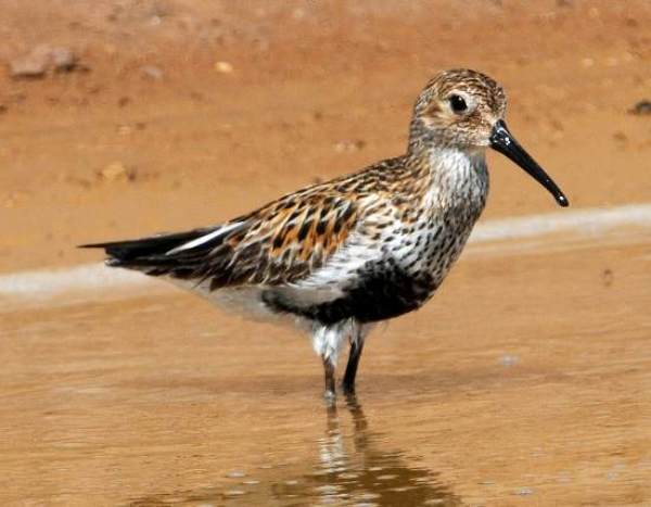 Calidris alpina, Dunlin