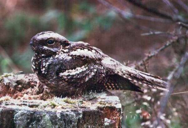 Caprimulgus europaeus, Nightjar 
